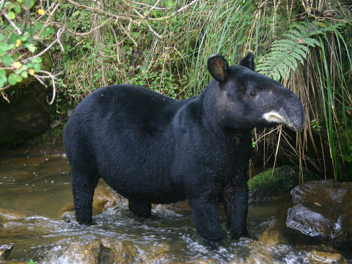 Tapirus pinchaque. © Diego Lizcano